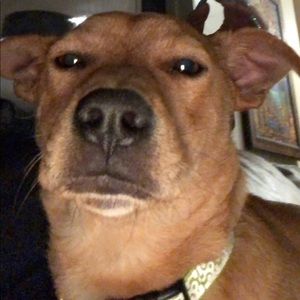 Meet your Posher, Ainsley